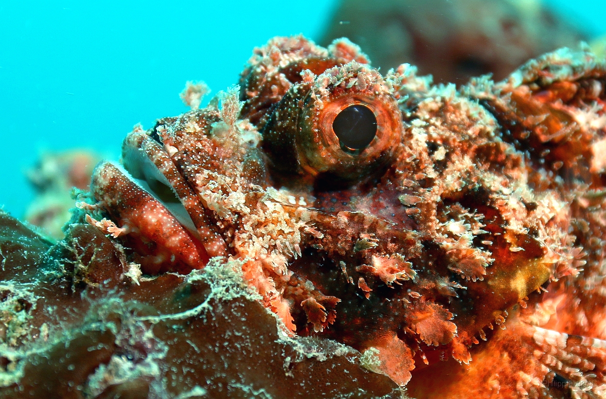 Sipadan_2015_Poisson scorpion a guenilles_Scorpaenopsis venosa_IMG_2532_rc.jpg